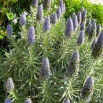 Pride of Madeira - non-native, major bee magnet