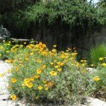 California Poppies, Trailing Rosemary in background