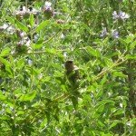 Salvia seeds (Cleveland sage here) feed a variety of birds
