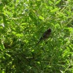 Ash-throated flycatcher (I think) eating bugs on our Cleveland sage