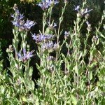 Alpine Sage, a Cleveland Sage hybrid, has a more compact shape