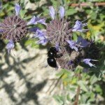 Carpenter bees, one of many insects attracted to sage blossoms