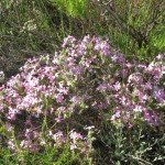 Another wildflower - id anyone?