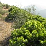 Manzanita Stands - a favorite native plant
