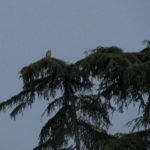 Flight to nearby treetop