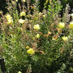 California evening primrose (oenothera californica)