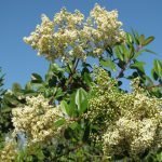 Toyon blooms attracting bees (we get to enjoy the red berries in winter)