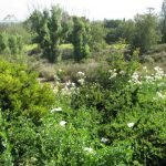 Matilija poppies & the grass meadow below