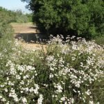 California Buckwheat aside the trail