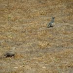 Birds Aplenty - Mourning Dove & Scrub Jay both foraging