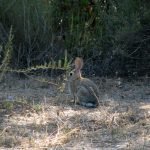 Cottontail rabbit