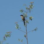 Scrub Jay on Elderberry - great habitat shrub