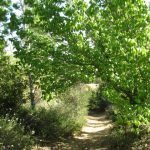 The Trees of our Valley Trail