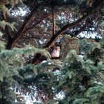 Baby Owl #1