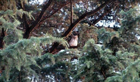 Watching Baby Great Horned Owls Fledge