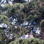 Baby Owls #2 and #3
