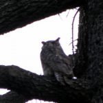 Backside - note ear tufts on the parent