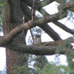 Mom or Dad owl on another tree in sight of her young