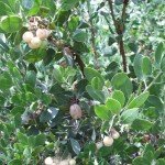 Manzanita and berries in June