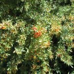 Nevins barberry berries have qualities similar to oregon grape (same family)