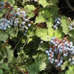 The root of oregon grape has antiamoebic qualities