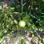 the white sap on Gumweed is soothing on cuts