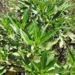 Yerba Santa or "holy herb" has many medicinal uses