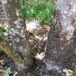 SoCal indians use Sycamore bark for tea