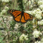 Monarch on buckwheat