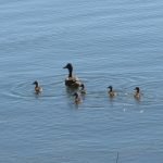 Mama Mallard and her ducklings