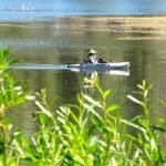 Several places rent kayaks
