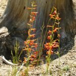 Penstemons in July