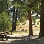 Plenty of picnic tables