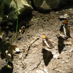 Puddling butterflies