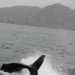 Juvenile orca in Resurrection Bay