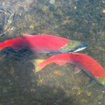 Salmon couple about to spawn