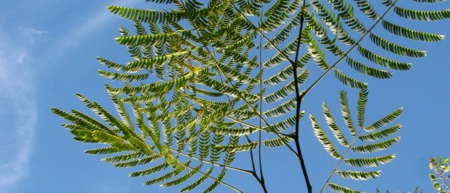 What a Plant Knows: Do they Feel or Hear?