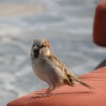 Happy House Sparrows have it pretty good in the Baja resorts