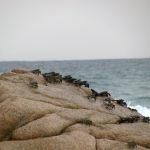More Crabs!