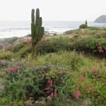 The native area next to Hacienda del Mar was full of wildlife.