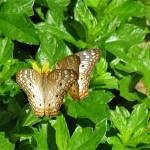 Baja butterflies