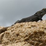 Yet another Mexican iguana