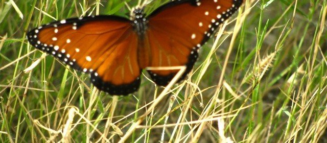 Habitat Gardening (Part 2): Butterflies, Moths, Flies and Favorite Plants
