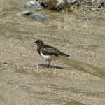 Hanging out on the riverbed after the rains