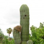Lots of birds nests and cavities in the area's cardon cacti