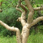 Elephant tree