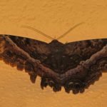 Black Witch (Ascalapha odorata) moths were everywhere. This one likely at end of its 4 week lifespan (per entomologist Michael Klein)