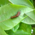 Full circle of life: Gulf fritillary catepillar eating its host food, passion vine, while adults butterflies were mating and flitting nearby