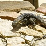 The resort and beaches were full of iguanas