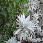 White Sage (and sugar bush) make a nice pair